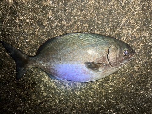 イスズミの釣果