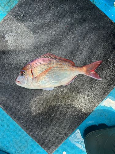 ハナダイの釣果