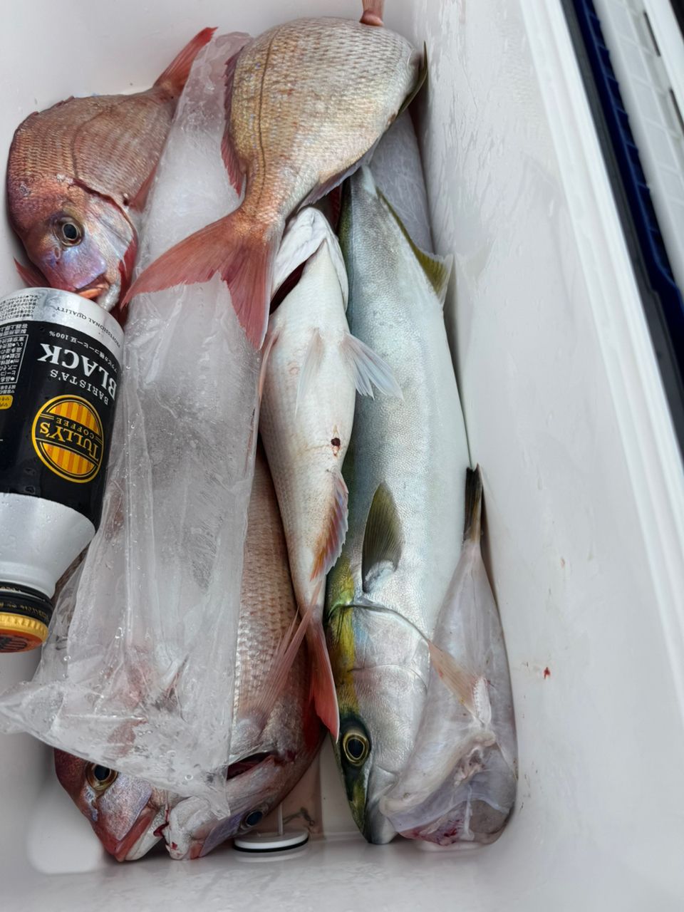 ひえんさんの釣果 2枚目の画像