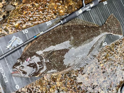 ヒラメの釣果