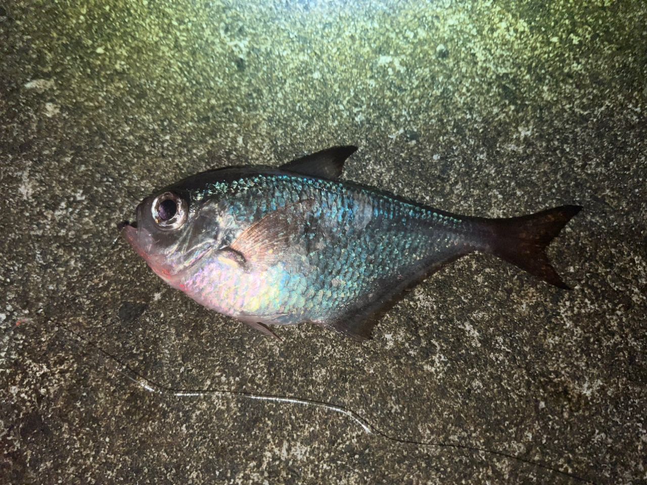 ミナミハタンポ