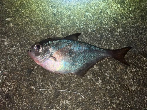 ミナミハタンポの釣果