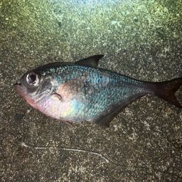 ミナミハタンポ