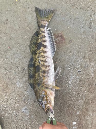 アイナメの釣果
