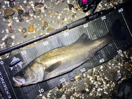 シーバスの釣果