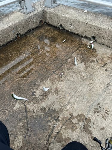 カタクチイワシの釣果