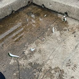 カタクチイワシ