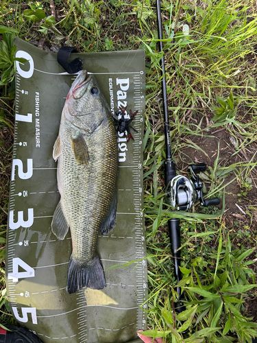 ブラックバスの釣果