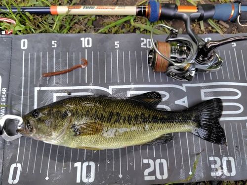 ラージマウスバスの釣果