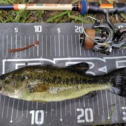 ラージマウスバス