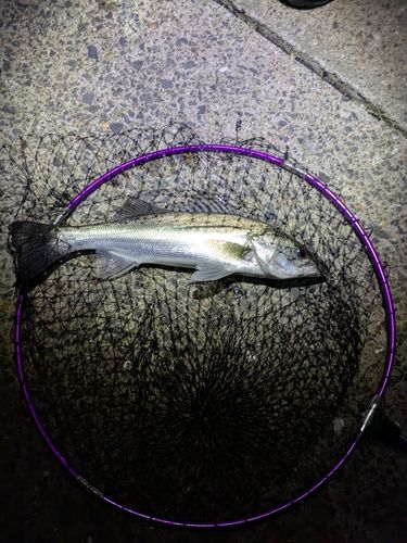 フッコ（マルスズキ）