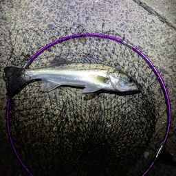 フッコ（マルスズキ）