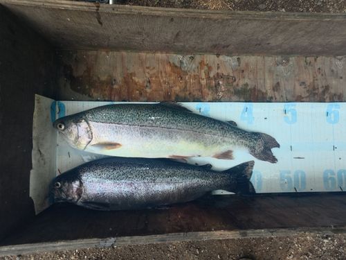 ニジマスの釣果