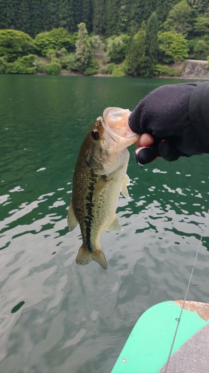 ラージマウスバス