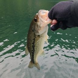 ラージマウスバス