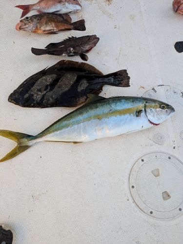 ヒラマサの釣果