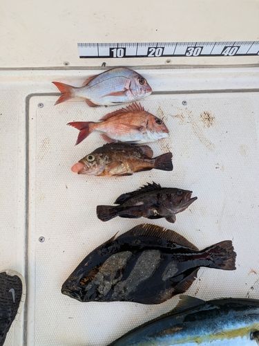 マダイの釣果