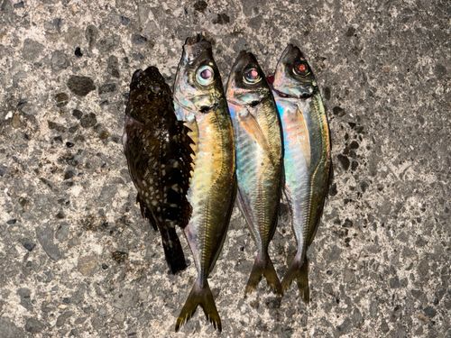 アジの釣果