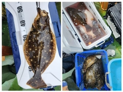 ヒラメの釣果