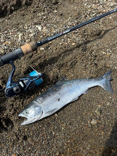 サクラマスの釣果