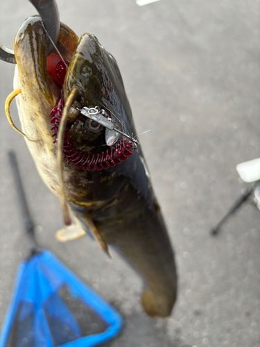 ナマズの釣果
