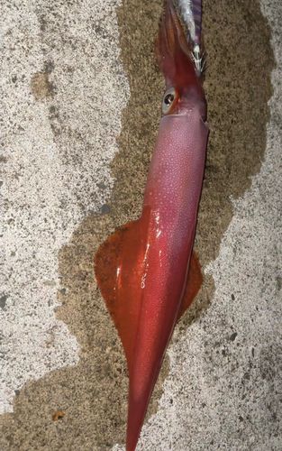 ケンサキイカの釣果