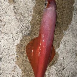 ケンサキイカ