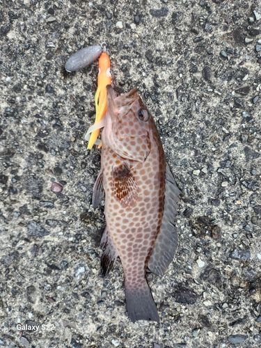 オオモンハタの釣果