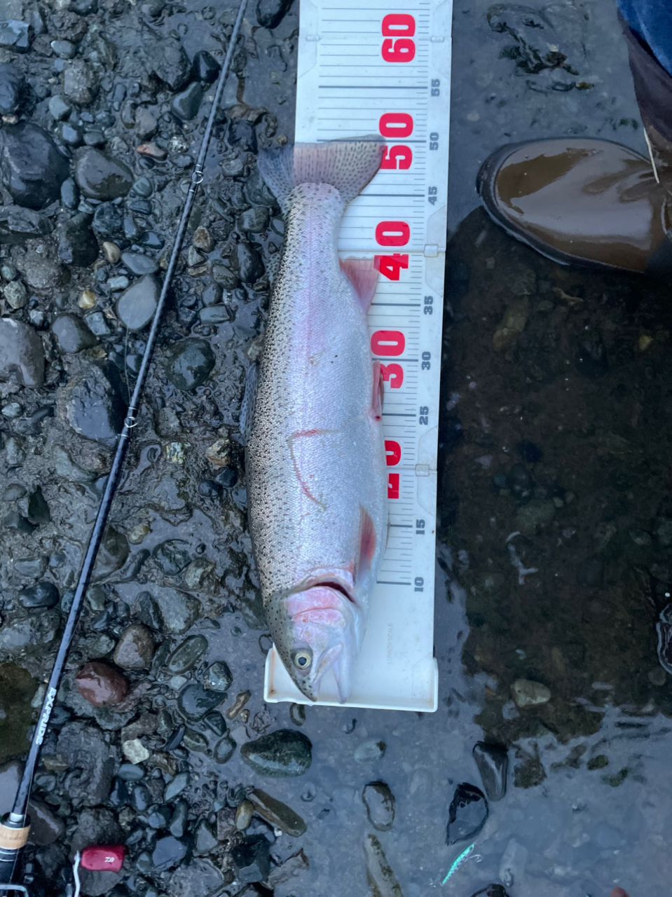 レインボートラウト