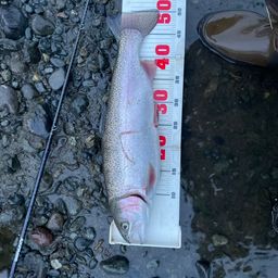 レインボートラウト