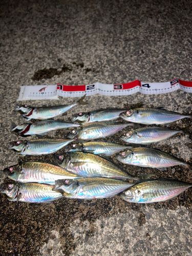 アジの釣果