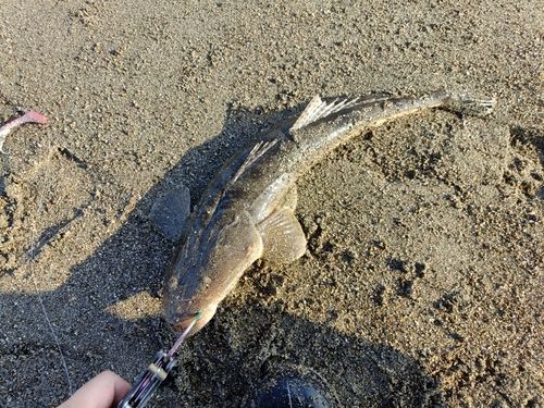 マゴチの釣果
