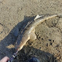 マゴチ