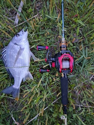 キビレの釣果