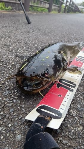 ナマズの釣果