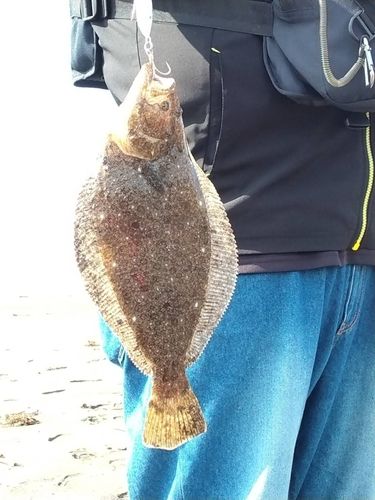ソゲの釣果