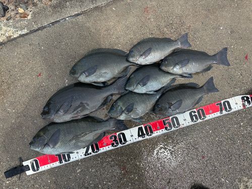 グレの釣果