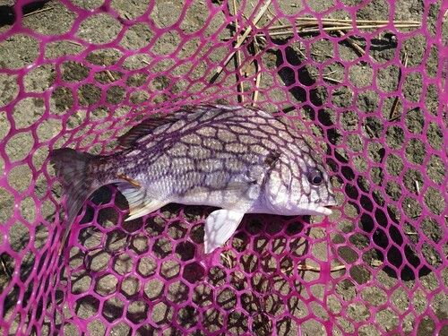 キビレの釣果
