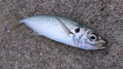マルアジの釣果