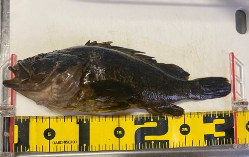 タケノコメバルの釣果