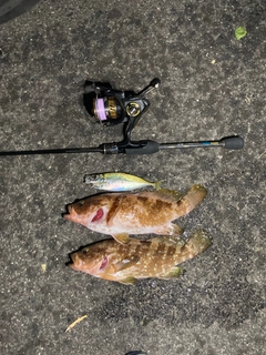 アコウの釣果