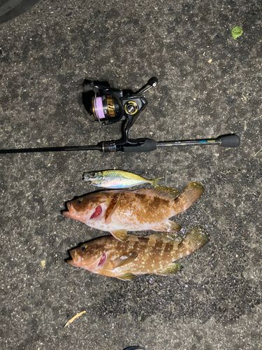 アコウの釣果