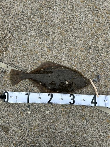 イシガレイの釣果