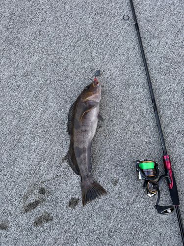 アイナメの釣果