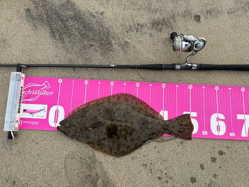 ヒラメの釣果