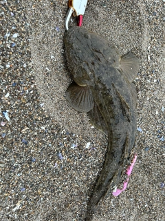 マゴチの釣果