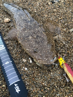 マゴチの釣果