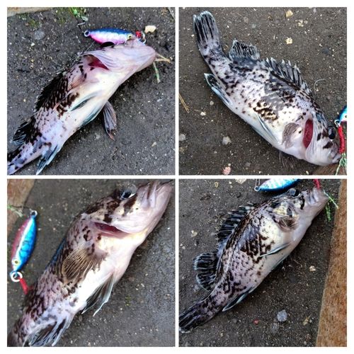 クロソイの釣果