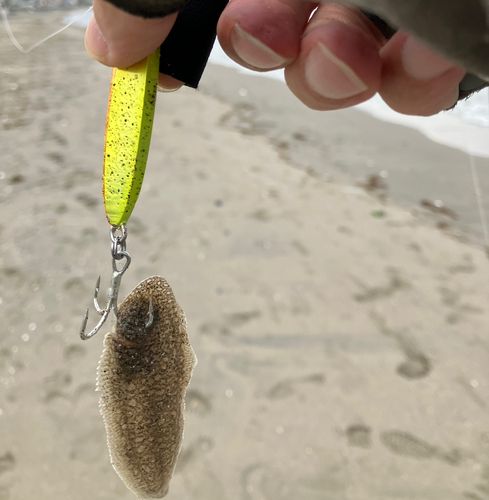 シタビラメの釣果