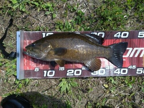 スモールマウスバスの釣果